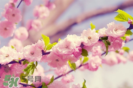 盆栽櫻花要經(jīng)常澆水嗎？櫻花盆栽幾天澆一次水？