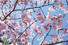 盆栽櫻花要經(jīng)常澆水嗎？櫻花盆栽幾天澆一次水？