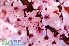 盆栽櫻花要經(jīng)常澆水嗎？櫻花盆栽幾天澆一次水？