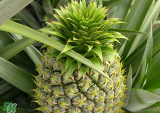 綠菠蘿可以吃嗎？菠蘿是綠的能吃嗎？