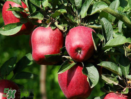 蛇果是脆的還是面的？蛇果是粉的還是脆的？