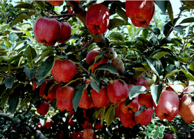 蛇果有點(diǎn)苦可以吃嗎？蛇果為什么會(huì)苦？