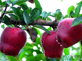 蛇果有點(diǎn)苦可以吃嗎？蛇果為什么會(huì)苦？