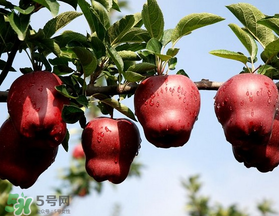 蛇果多少錢一斤？2017蛇果多少錢一斤？