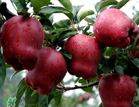 蛇果多少錢一斤？2017蛇果多少錢一斤？