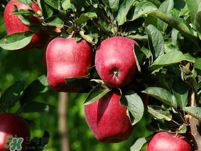 蛇果多少錢一斤？2017蛇果多少錢一斤？