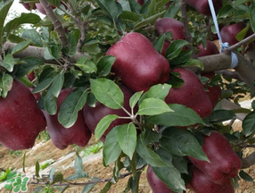 蛇果打蠟用什么洗？蛇果上的蠟怎么去除？