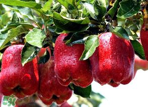 蛇果打蠟用什么洗？蛇果上的蠟怎么去除？