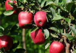 蛇果多少錢一斤？2017蛇果多少錢一斤？