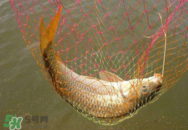驚蟄前后好釣魚(yú)嗎？驚蟄前后釣魚(yú)技巧