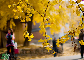 驚蟄能回娘家嗎？驚蟄有什么禁忌？