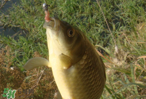 驚蟄前后可以夜釣鯉魚嗎？驚蟄前后釣魚技巧