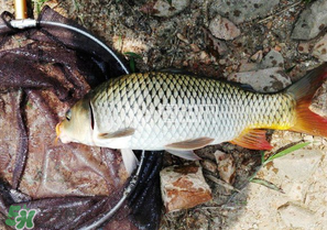 驚蟄前后可以夜釣鯉魚嗎？驚蟄前后釣魚技巧