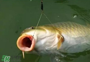 驚蟄前后可以夜釣鯉魚嗎？驚蟄前后釣魚技巧