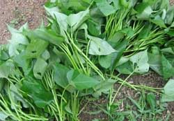 驚蟄前后可以種什么？驚蟄前后種什么蔬菜？