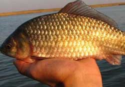 驚蟄前后好釣魚嗎？驚蟄前后釣魚技巧