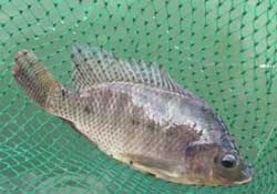 驚蟄能釣魚嗎？驚蟄釣什么魚好？