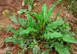 痛風能吃薺菜嗎？痛風病人能吃薺菜嗎？