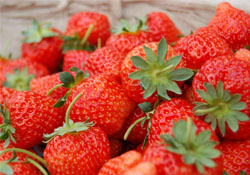 四月份可以種草莓嗎？四月份種草莓能結(jié)果嗎？