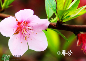 2017年春分是什么時候？2017年春分是幾月幾號？