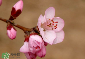 2017年春分是什么時候？2017年春分是幾月幾號？