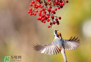 驚蟄過(guò)后一周會(huì)下雨嗎？驚蟄下雨好嗎？