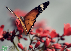 驚蟄過(guò)后一周會(huì)下雨嗎？驚蟄下雨好嗎？