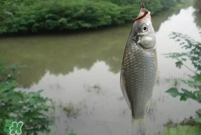 春分節(jié)氣好釣魚嗎？春分釣魚技巧