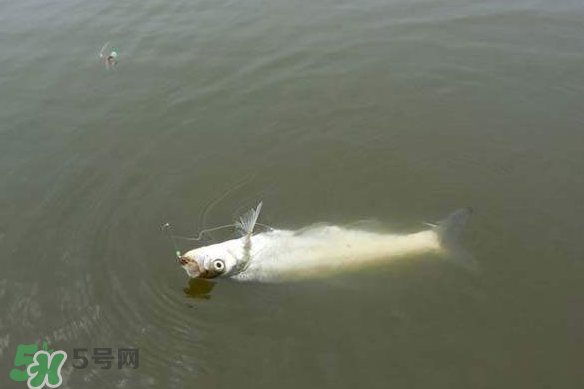 春分節(jié)氣好釣魚嗎？春分釣魚技巧