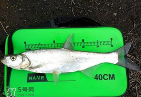 春分節(jié)氣好釣魚嗎？春分釣魚技巧