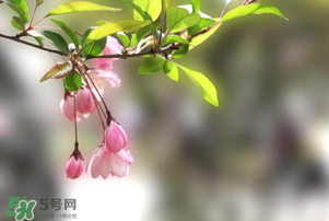 春分開什么花？春分什么花開？