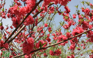 春分開什么花？春分什么花開？