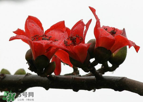 春分會下雨嗎？春分節(jié)氣下雨好還是不好？