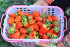 家里可以種草莓嗎？陽臺上可以種草莓嗎？