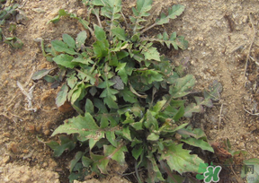 痛風(fēng)能吃薺菜嗎？痛風(fēng)病人能吃薺菜嗎？