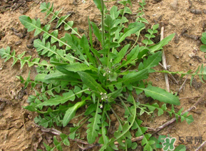 痛風(fēng)能吃薺菜嗎？痛風(fēng)病人能吃薺菜嗎？