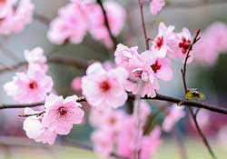春分開(kāi)什么花？春分什么花開(kāi)？