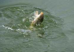 春分節(jié)氣好釣魚嗎？春分釣魚技巧