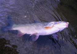 3月份釣魚用什么餌料？三月份釣魚用什么魚餌？