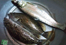 ?3月份可以釣翹嘴嗎？翹嘴幾月份好釣？