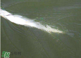 ?3月份可以釣翹嘴嗎？翹嘴幾月份好釣？