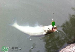 ?3月份可以釣翹嘴嗎？翹嘴幾月份好釣？