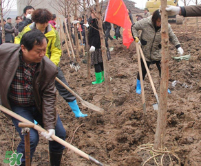?3月份可以種什么？?3月份可以種什么果樹？