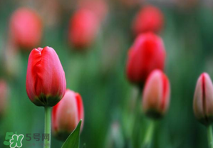 郁金香3月份還能種嗎？三月份種郁金香可以嗎？