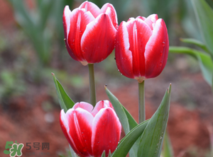 郁金香3月份還能種嗎？三月份種郁金香可以嗎？