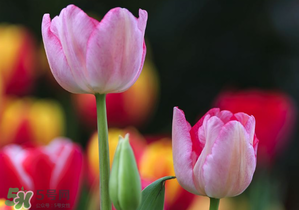 郁金香3月份還能種嗎？三月份種郁金香可以嗎？