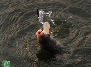 3月份釣什么魚？3月份怎么釣魚？