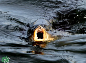 3月份釣什么魚？3月份怎么釣魚？