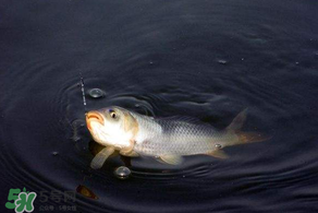 3月份釣魚用什么餌料？三月份釣魚用什么魚餌？