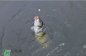 三月份釣鯉魚好釣嗎？3月份釣鯉魚用什么好？